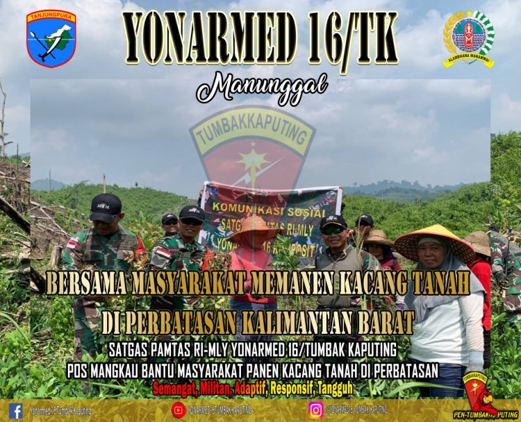 Manunggal dengan rakyat, Dansatgas Pamtas RI-Malaysia Yon Armed 16 TK Lakukan Panen Raya Kacang Tanah Di Mangkau