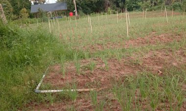 KWT Gampong Ladang Tanam Bawang Merah untuk Ketiga Kalinya, Dukung Ketahanan Pangan