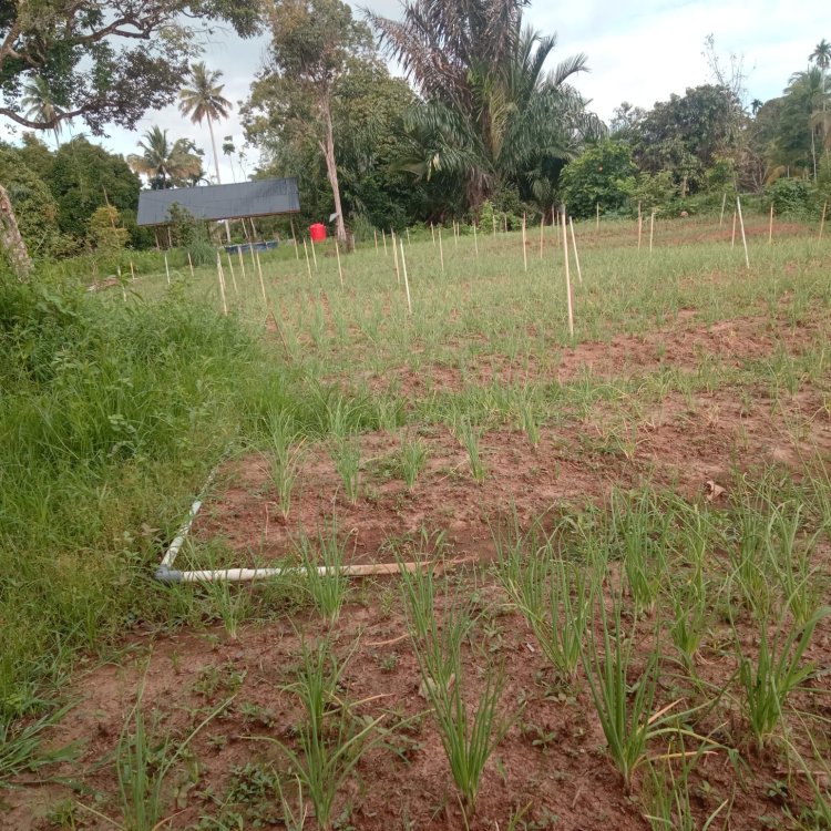 KWT Gampong Ladang Tanam Bawang Merah untuk Ketiga Kalinya, Dukung Ketahanan Pangan