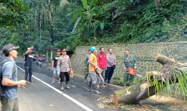 TNI-Polri Evakuasi Pohon Tumbang di Watulimo