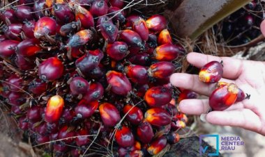Harga TBS Sawit Riau Naik, Tertinggi Rp3.284/Kg