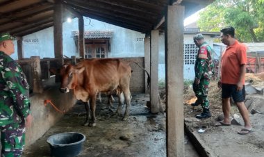 Babinsa Dukung Peternak Sapi di Sragen