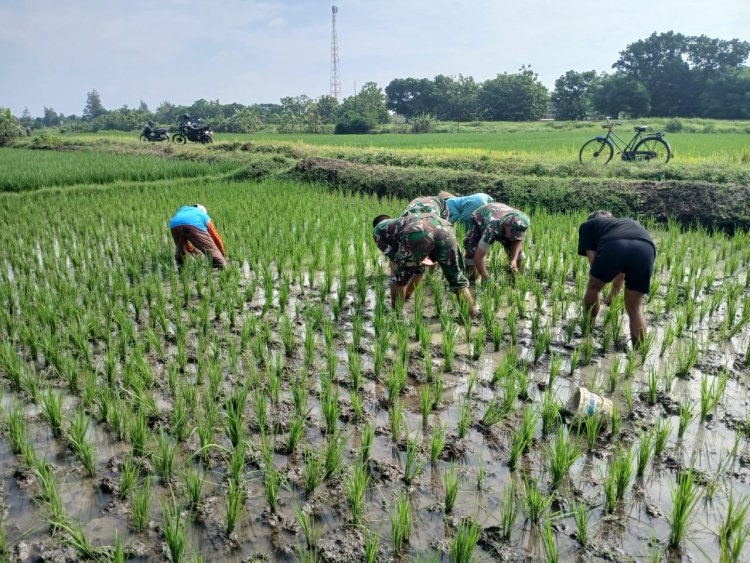 Babinsa Sragen Bersihkan Hama Rumput, Dukung Ketahanan Pangan