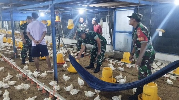 Babinsa Sragen Sambangi Peternakan Ayam Potong, Pastikan Kesehatan Hewan dan Stok Pangan