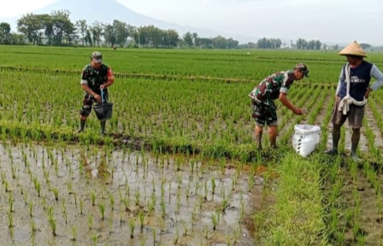 Babinsa Dampingi Pemupukan Padi Tingkatkan Hasil Panen Petani Sragen
