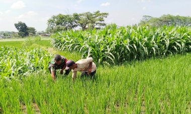 Babinsa Mojosongo Bantu Petani Boyolali Basmi Gulma untuk Panen Melimpah