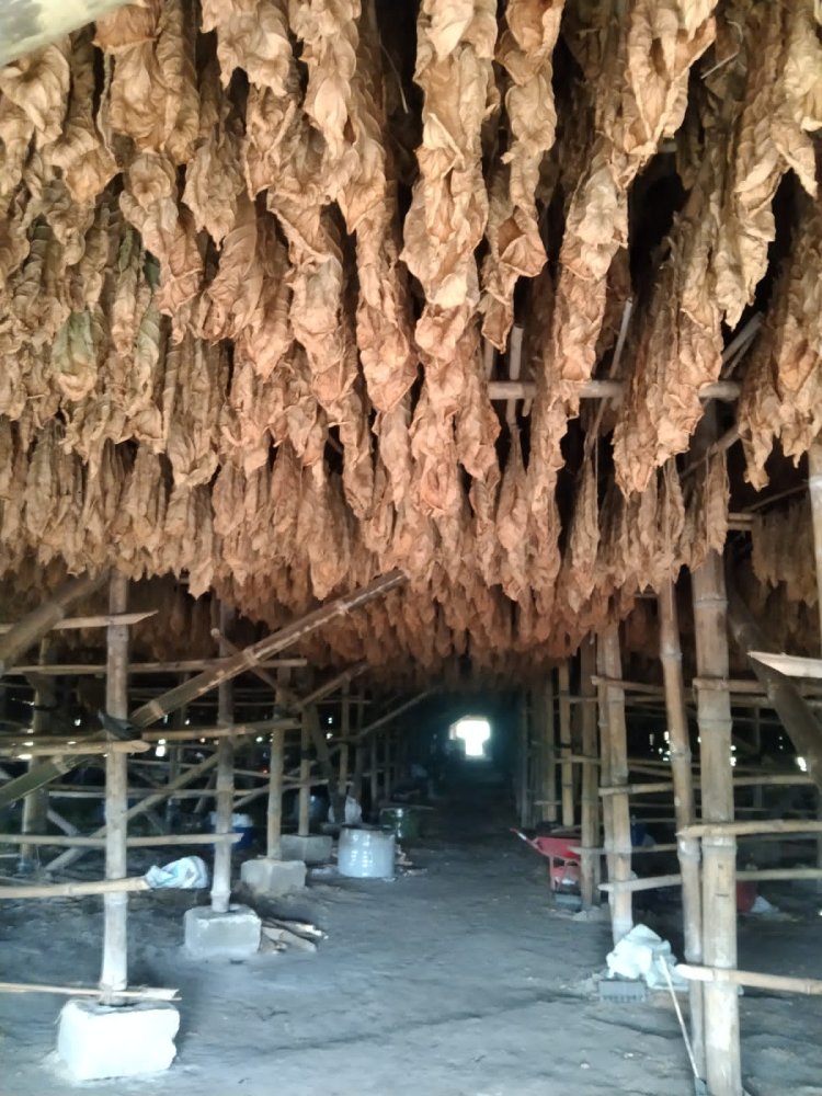 PTPN I Bangkitkan Kembali Kejayaan Tembakau Deli di Sumatera Utara