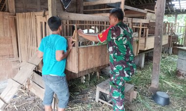 Babinsa Kemusu Dorong Peternak Kambing Jaga Kebersihan dan Produktivitas
