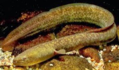 Riset BRIN: Sidat Ungguli Salmon dalam Kandungan Omega-3