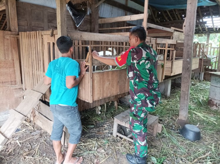 Babinsa Kemusu Dorong Peternak Kambing Jaga Kebersihan dan Produktivitas
