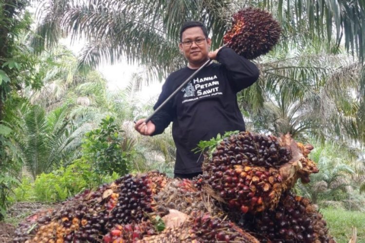 Harga TBS Sawit Riau Turun, Dipicu Anjloknya Harga CPO dan Kernel
