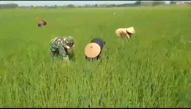 Babinsa Koramil Gemolong Bantu Petani Basmi Gulma Padi di Sragen