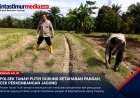 Polsek Tanah Putih Cek Jagung Ketahanan Pangan di Rokan Hilir