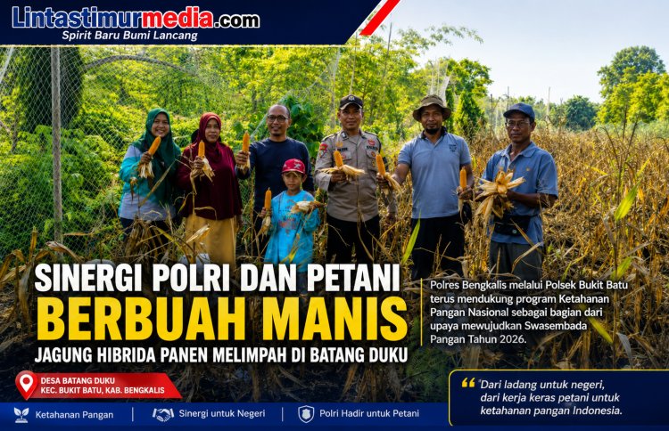 Ketahanan Pangan Bengkalis Menguat, Jagung Hibrida 1 Ton Berhasil Dipanen di Batang Duku